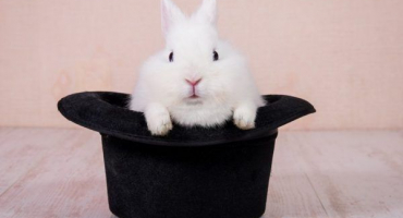 Dekorativní plemena králíků