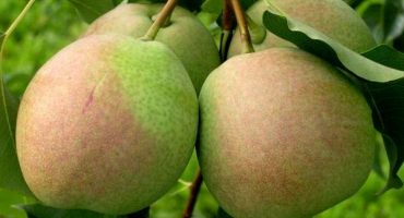 Dezert rossoshanskaya hruška: vlastnosti, výsadba a péče