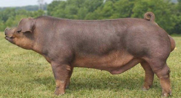 Duroc - popis masného plemene prasat