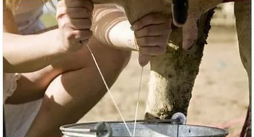 Dojení krav: ruční techniky