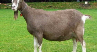 Mléčné kozy: které plemeno dává hodně mléka?