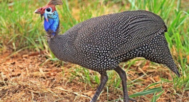 Perlička domácí od a do z