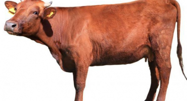 Výhody a nevýhody plemene krav krasnogorbatovskaya