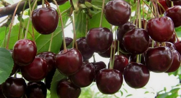 Výhody a nevýhody osmičkových třešní, popis odrůdy a historie původu