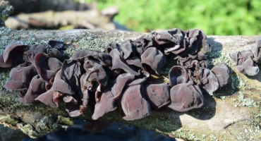 Muer tree houba - asijská pochoutka