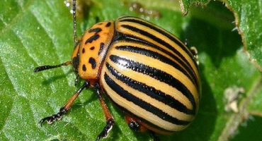 Přirození nepřátelé mandelinky bramborové v přírodě: kdo ji jí?