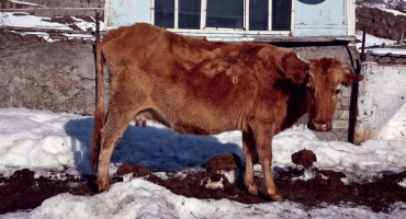 Fasciolóza skotu: přehled onemocnění a léčebných metod