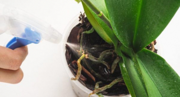 Fasco - komplexní hnojivo pro orchideje