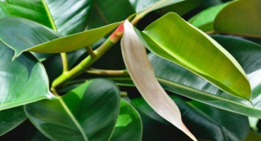 Ficus abidjan - pravidla obsahu