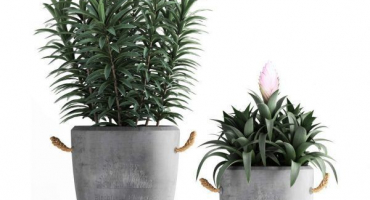 Ficus ali (benedikt) - dekorativní strom v domě