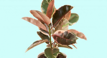 Ficus belize - domácí péče