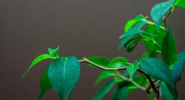 Ficus benjamina natasha - rostoucí doma