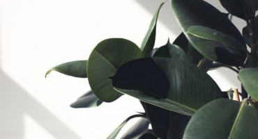 Ficus černý princ - pravidla pěstování