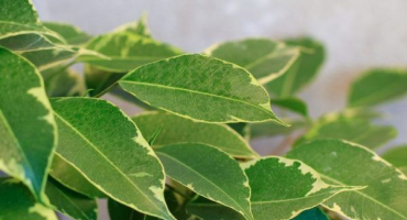 Ficus zlatý král - krásný strom s bujným listím