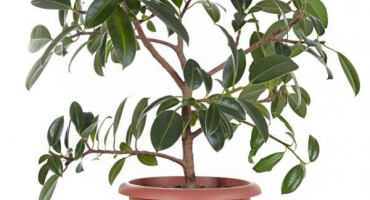 Ficus melanie elastica