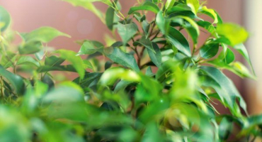 Ficus v domě je hlavním ochráncem a symbolem míru v rodině