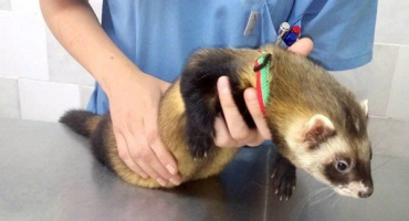 Fretky: o kastraci a kastraci domácích fretek