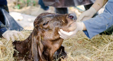 Gastroenteritida telete