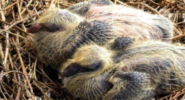 Kde a proč holubi schovávají svá mláďata?