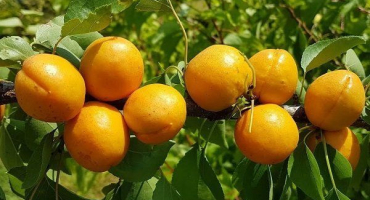 Hybridní aprium: hlavní vlastnosti a vlastnosti pěstování