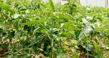 Hybridní rajčata kirzhach f1