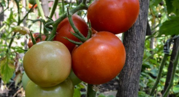 Hybrid rajčete krasnoby f1