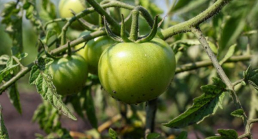 Hybridní odrůda rajčatové panenky