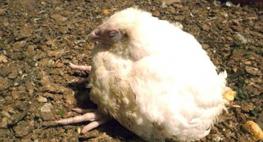 Histomoniáza u zemědělských ptáků