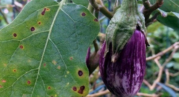 Hlavní choroby a škůdci lilku. Metody kontroly a prevence