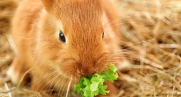 Hlavní rysy stravy králíků