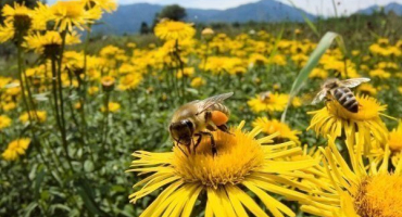 Hlavní sběr medu ve včelíně: podmínky produktivity a očekávané výsledky