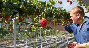 Technologie pěstování holandských jahod