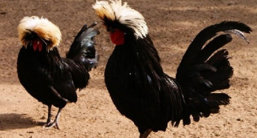 Holandská kuřata s bílým chocholatým: přehled plemen a tipy na chov