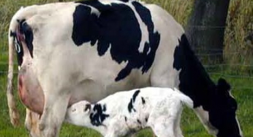 Holštýnská kráva: ideální pro ruskou domácí farmu