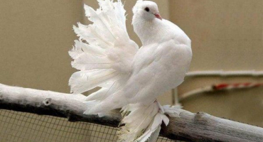 Holubi pávi: popis, druhy a jemnosti obsahu