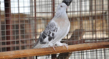 Holubi takla (turecké boje): vlastnosti, péče a údržba