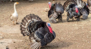 Modré břidlicové krůty - informace chovu