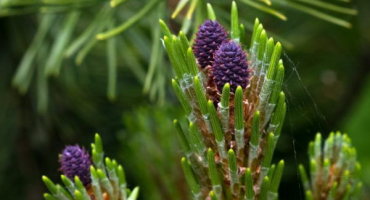 Horská borovice mugus: strom s bujným jehličím