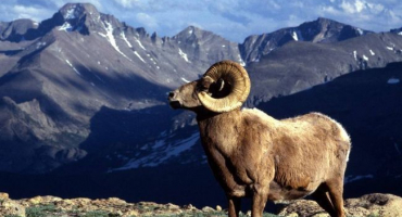 Altajské horské ovce - úkoly druhové ochrany a rozvoje