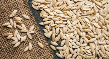 Příprava na sběr semen okurky