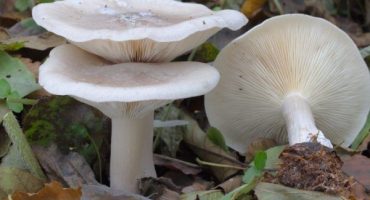 Mluvčí - oblíbené odrůdy hub