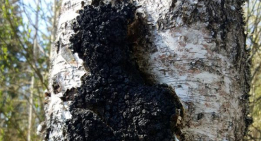 Houba chaga - lék na všechny nemoci