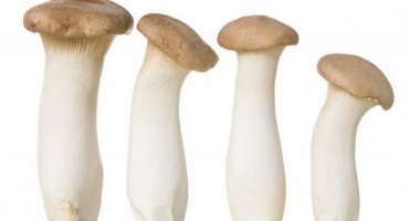 Houba eringi - pravidla pěstování