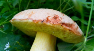 Hřib klásek, nebo bříza bělokorá