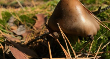 Houba plovák - neuvěřitelně užitečné dary lesa