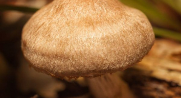 Vlákninová houba: nebezpečné vlastnosti a první pomoc při otravě