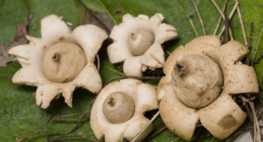 Houba hvězdice - popis odrůd