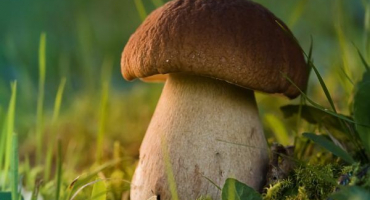 Houbová místa v mari el pro rok 2022