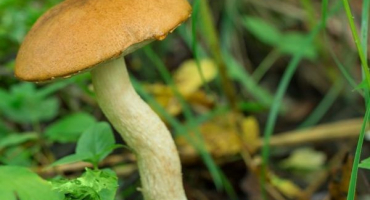 Houbová místa v okrese shchelkovsky