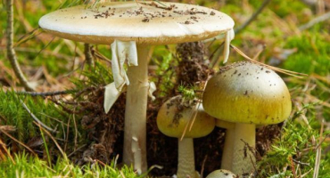 Muchomůrka světlá je nejjedovatější houba